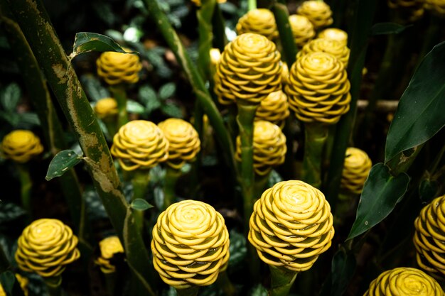 Yellow exotic flowers top view