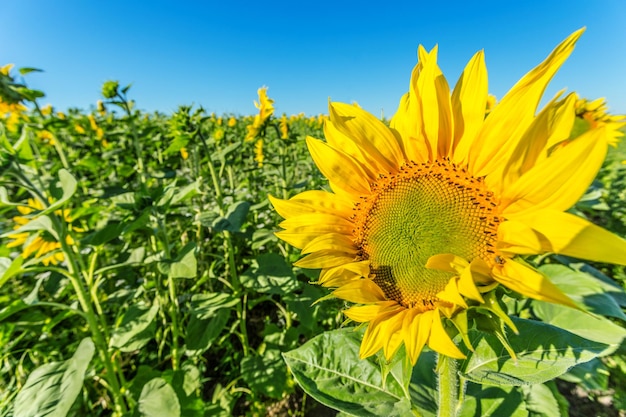 Free photo yellow field of sunflowers