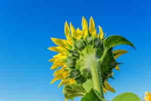 Foto gratuita campo giallo di girasoli