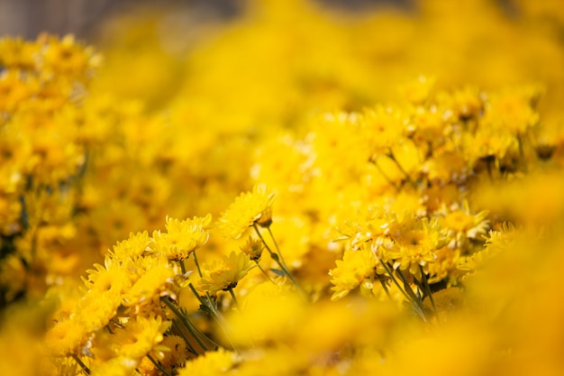 Yellow flower background.