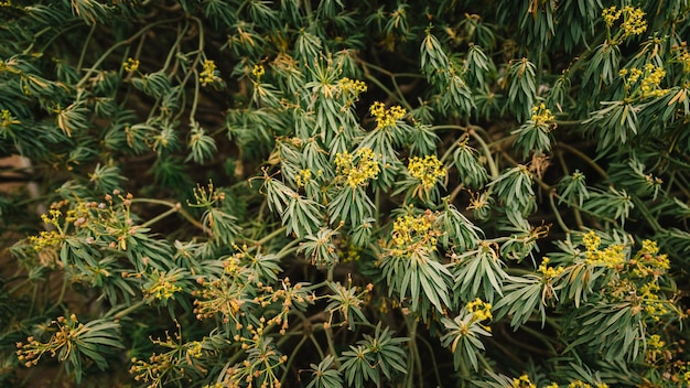 Yellow flower blooming on plant