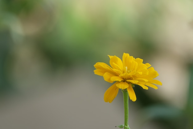 배경 흐리게에 노란 꽃