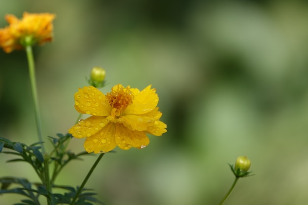 Желтый цветок на фоне размытым