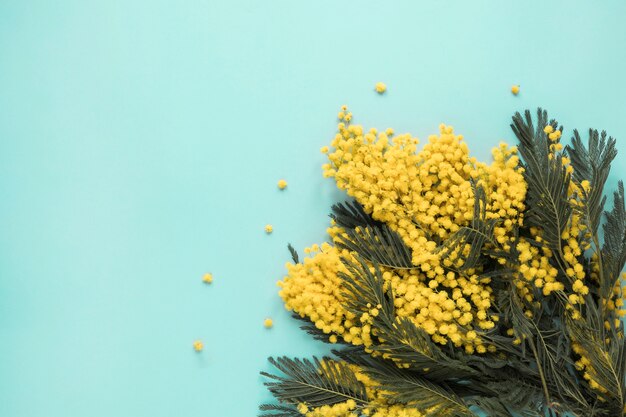 Yellow flower branches scattered on blue table