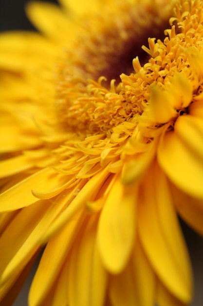 Yellow flower close up