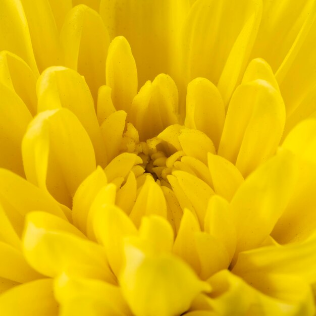 Yellow flower detailed
