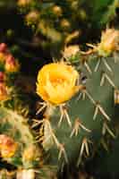 Free photo yellow flower on exotic cactus plant