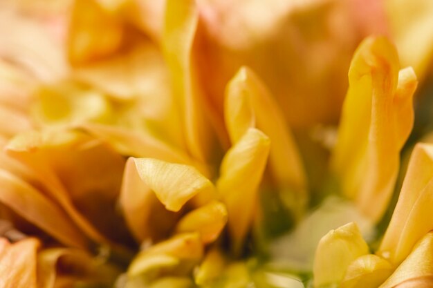 Yellow flower extreme close-up