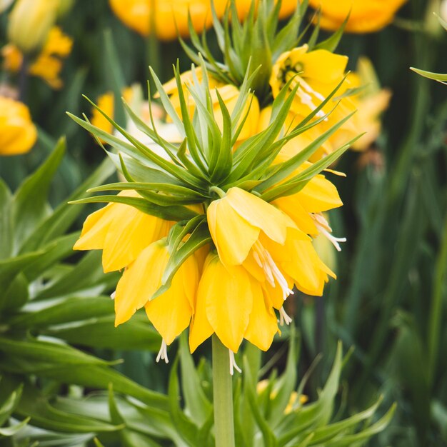 Yellow flower on green background