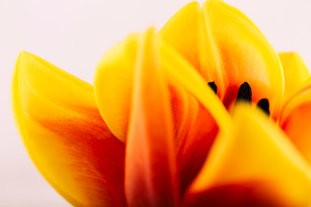 Yellow flower petals