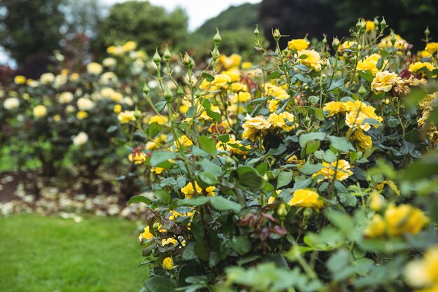 Yellow flower plants in garden