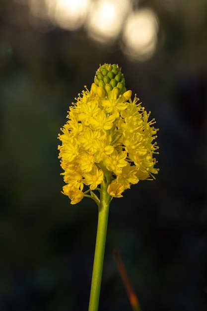 Yellow flower in tilt shift lens