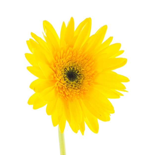 Yellow flower on a white background