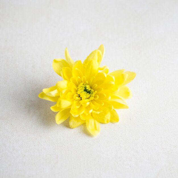 Yellow flower on white table