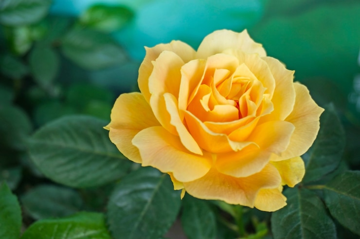 Free Photo yellow flower with leaf