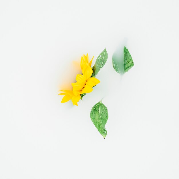 Yellow flower with leaves on white backdrop