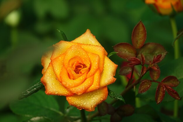 Yellow flower with orange edges