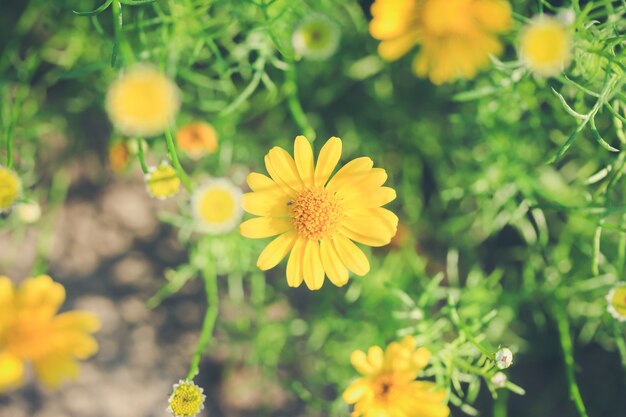 Yellow flower 