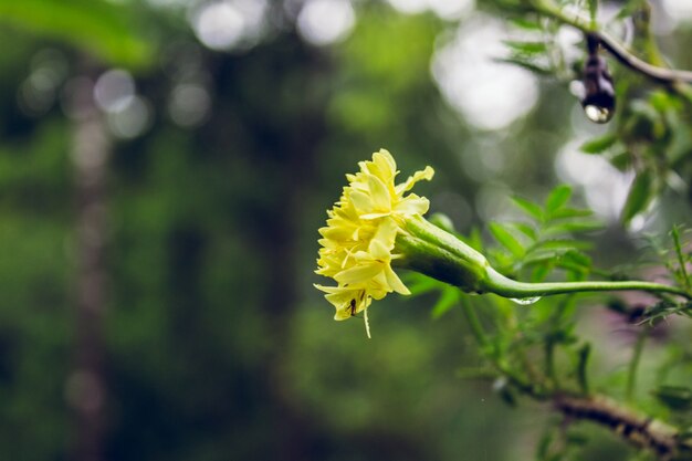 노란 꽃