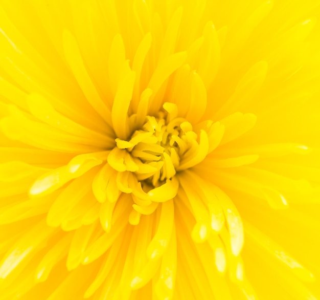 Free photo yellow flower