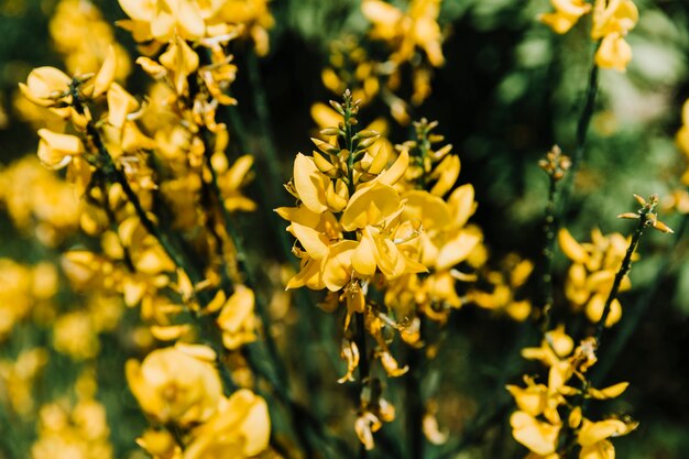 A yellow flowering broom branch