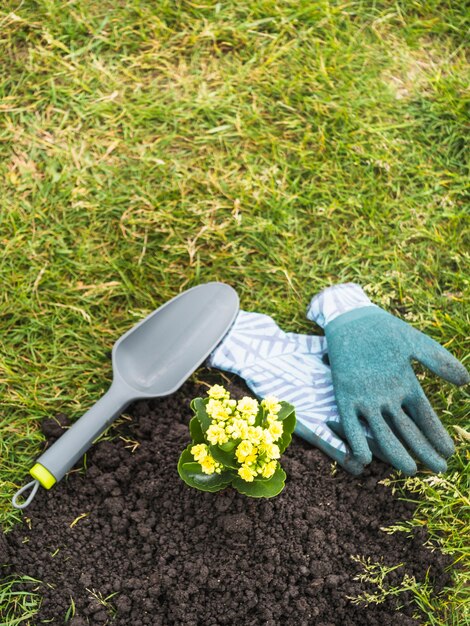 Yellow flowering plant growing out from soil