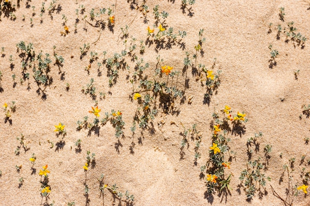 Foto gratuita fiori gialli sulla spiaggia