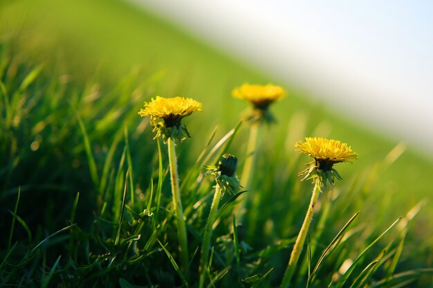 Yellow flowers close