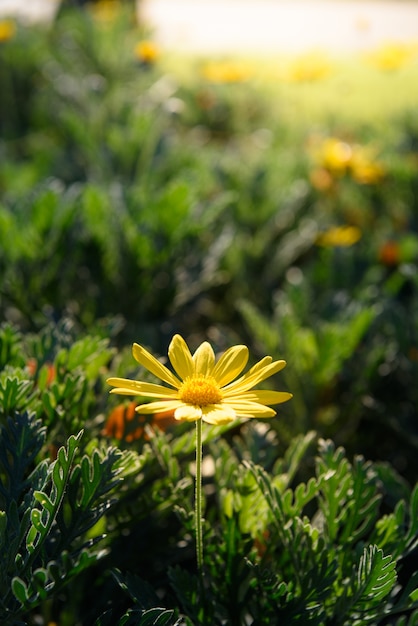 Желтые цветы крупным планом (Euryops pectinatus)
