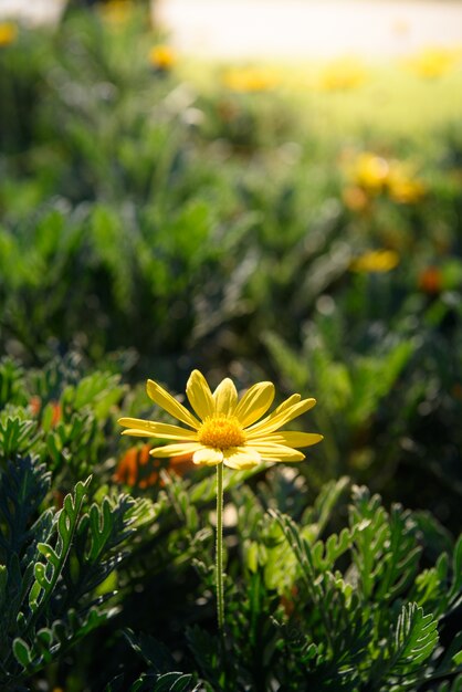 노란 꽃의 근접 촬영 (Euryops pectinatus)