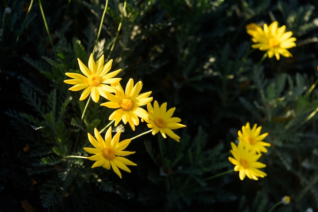 Желтые цветы крупным планом (Euryops pectinatus)