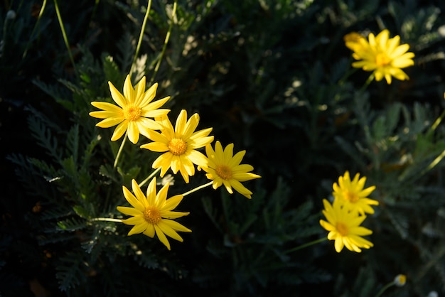 노란 꽃의 근접 촬영 (Euryops pectinatus)