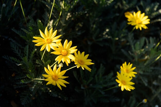 Желтые цветы крупным планом (Euryops pectinatus)