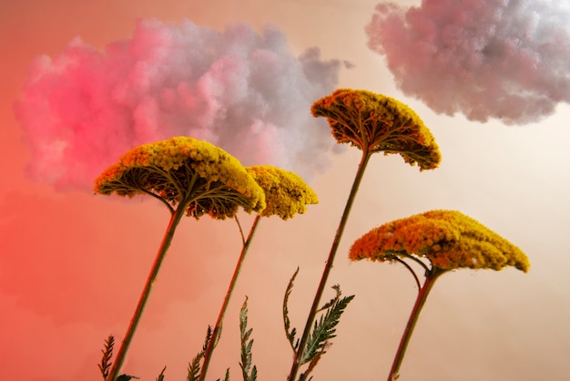 Foto gratuita fiori gialli e nuvole ad angolo basso