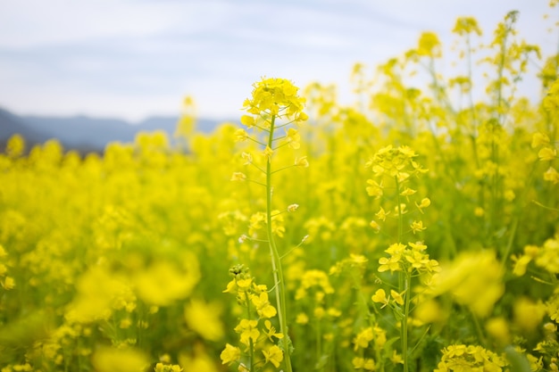 Yellow flowers next to each other in a field