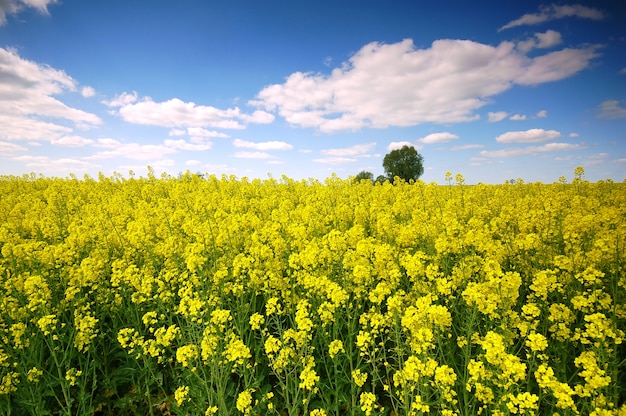 Yellow flowers in a field with clouds