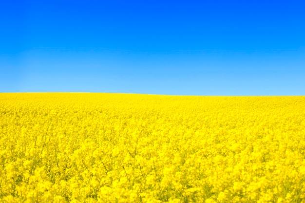 Yellow flowers field