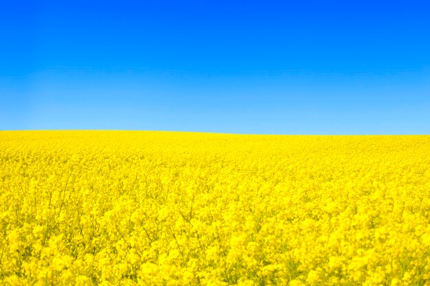 Желтые цветы поле