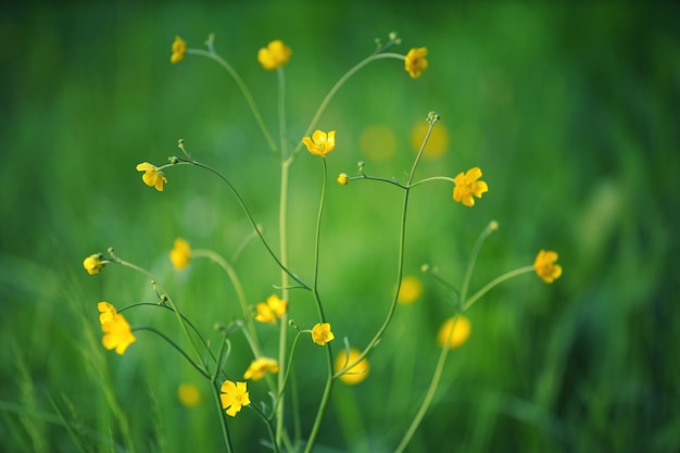 정원에서 노란 꽃