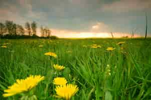 Free photo yellow flowers between grass