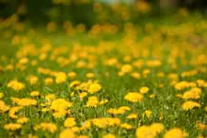 Free photo yellow flowers on the grass