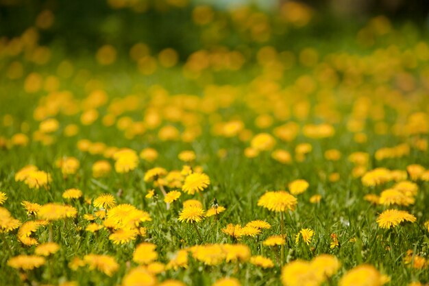 Желтые цветы на траве