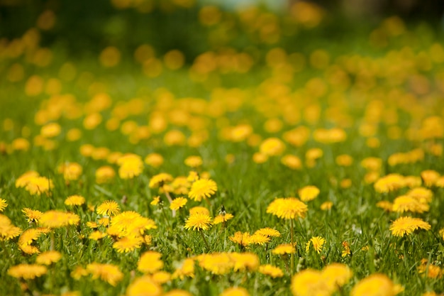 Yellow flowers on the grass