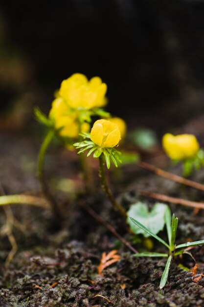 地面に黄色の花