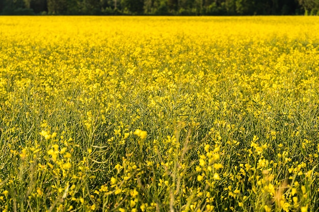 Yellow flowers growing on the large field during daytime