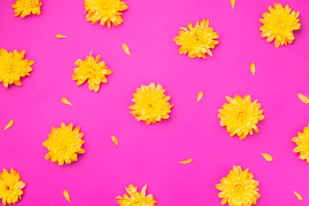 Yellow flowers on magenta background