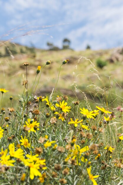 Yellow flowers on meadow