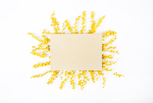 yellow flowers of mimosa decorated in the sun with a postcard on a white background