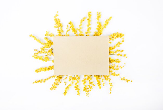 미모사의 노란 꽃은 흰색 배경에 엽서와 함께 햇볕에 장식