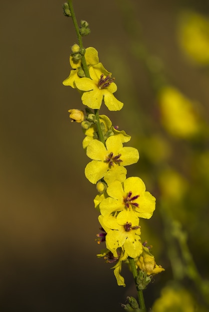 Yellow flowers in the nature